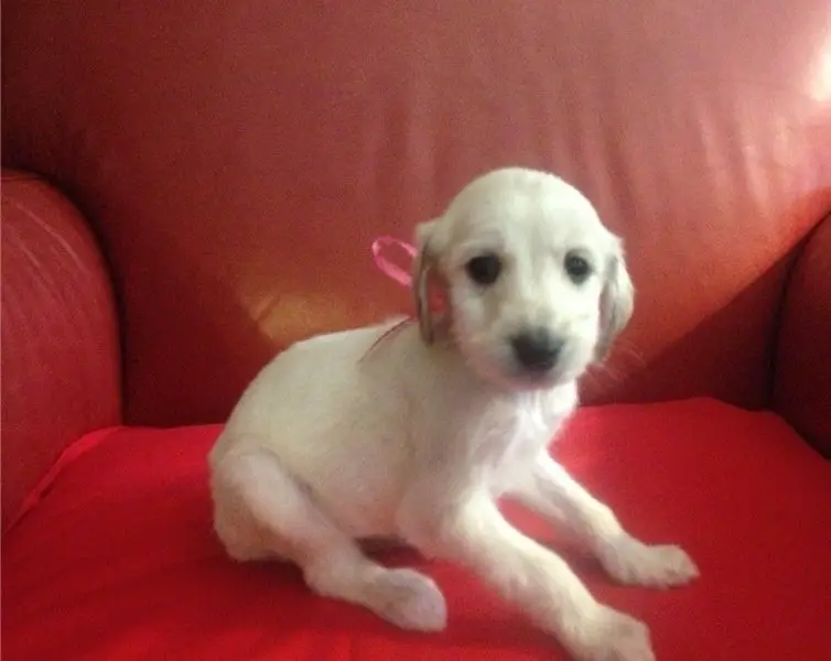 Afghan Hound puppies